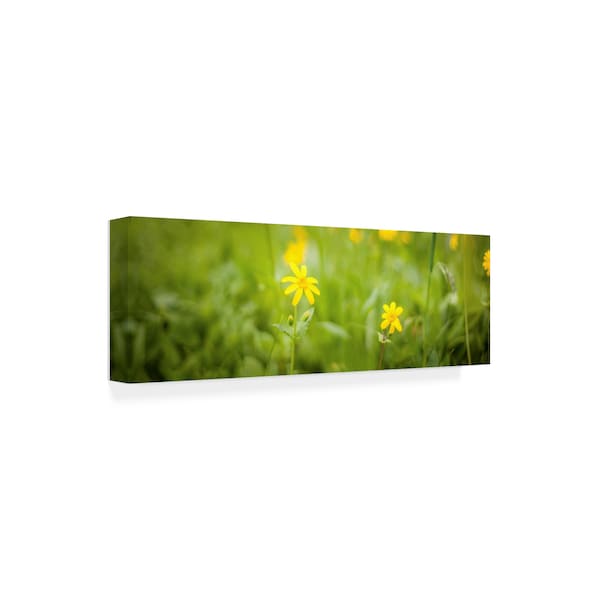 Dan Ballard 'Wildflowers 2 Photo' Canvas Art,16x47